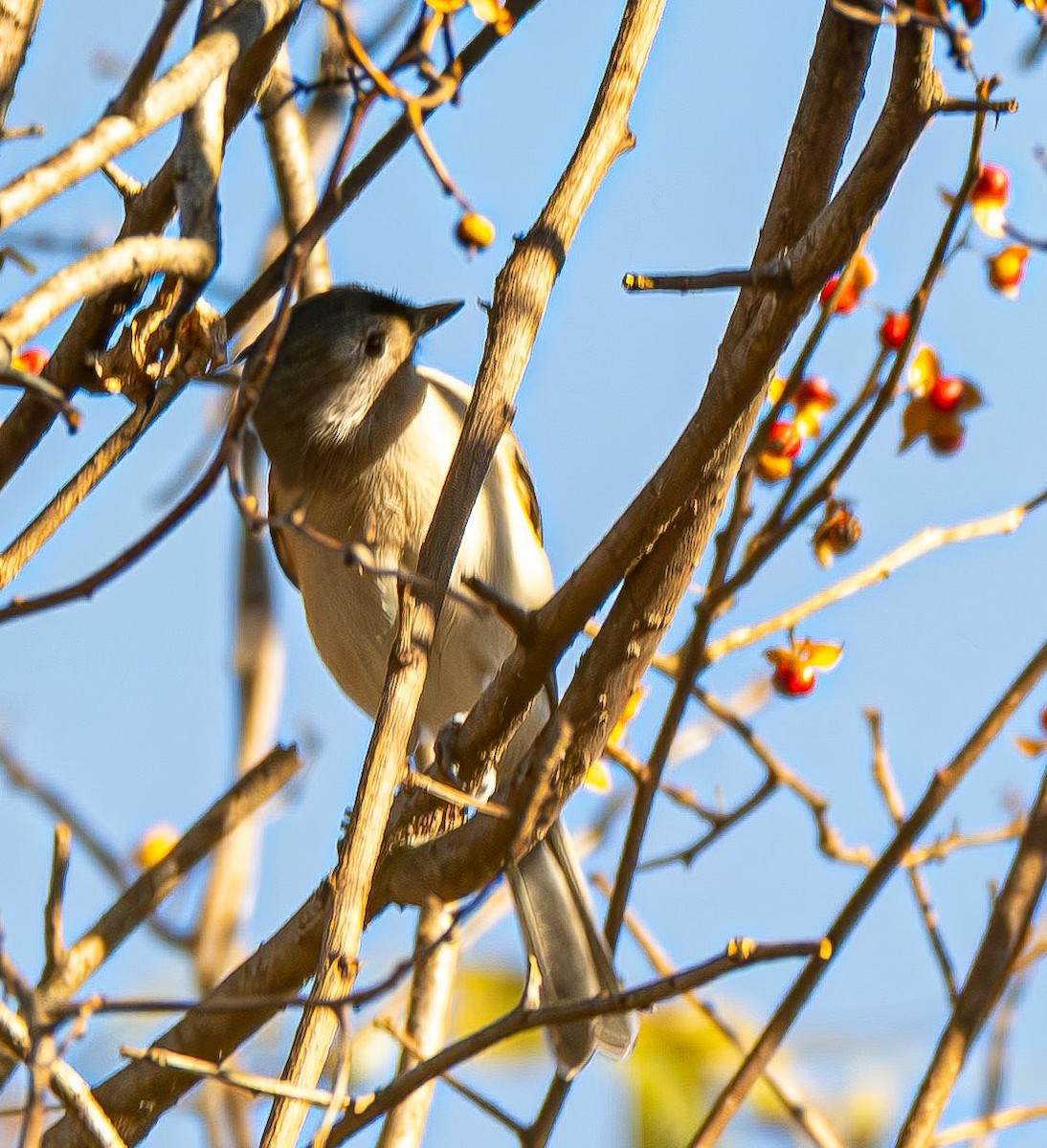 gråduskmeis - ML644565613