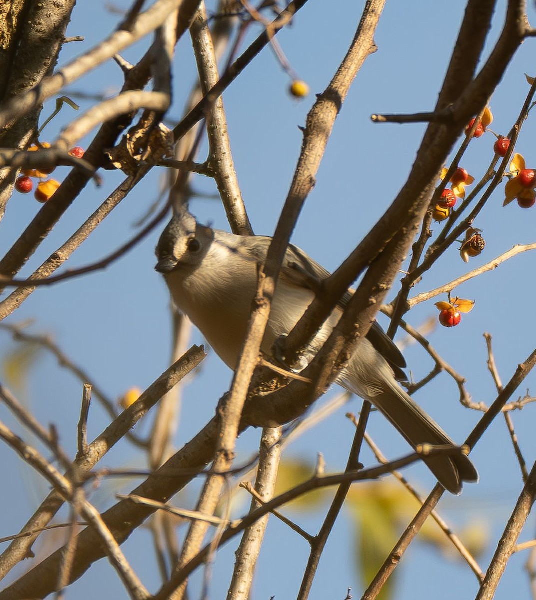 gråduskmeis - ML644565614