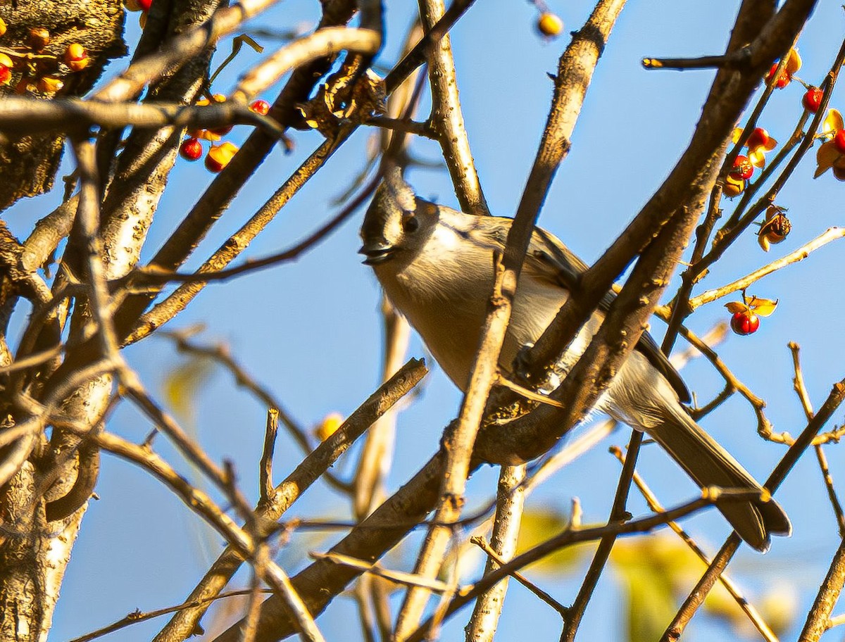 gråduskmeis - ML644565615