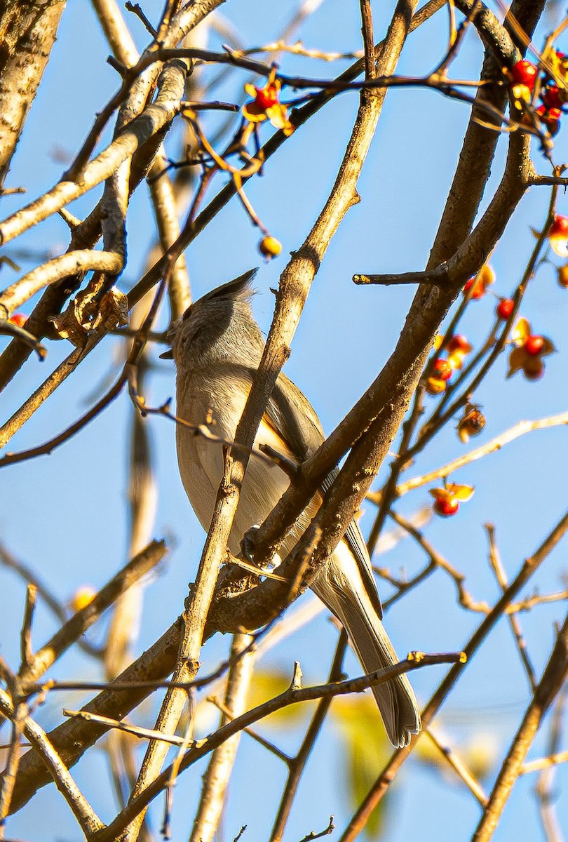 gråduskmeis - ML644565616