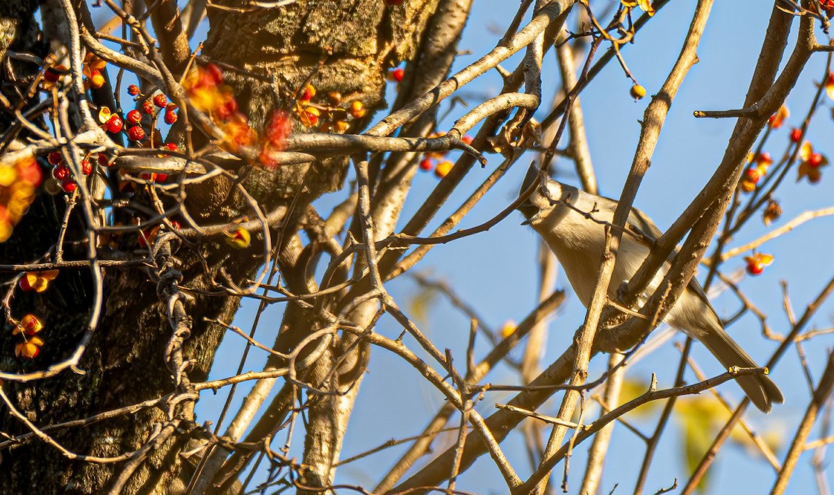 gråduskmeis - ML644565617