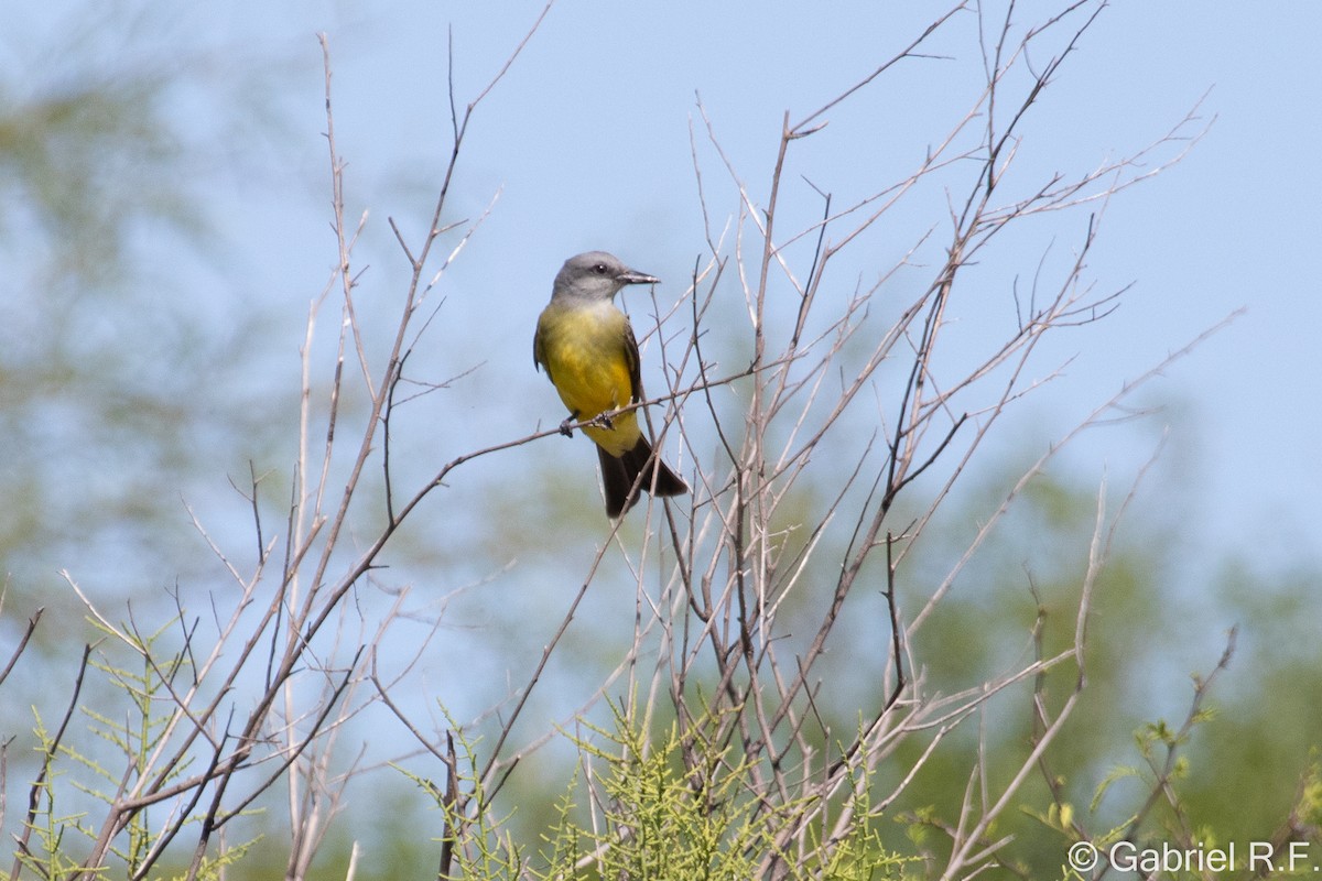 Tyran mélancolique - ML644565624