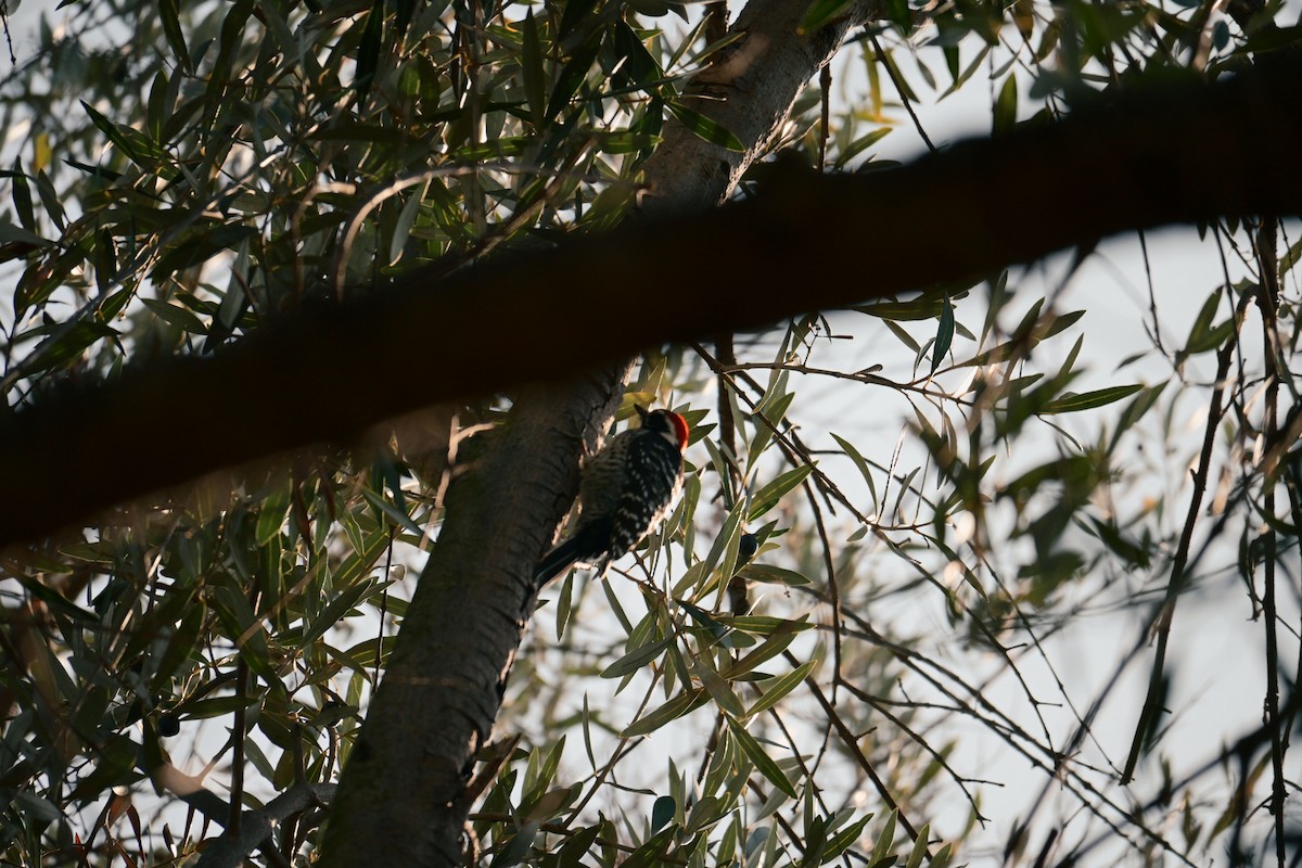 シロハラシマアカゲラ - ML644565626