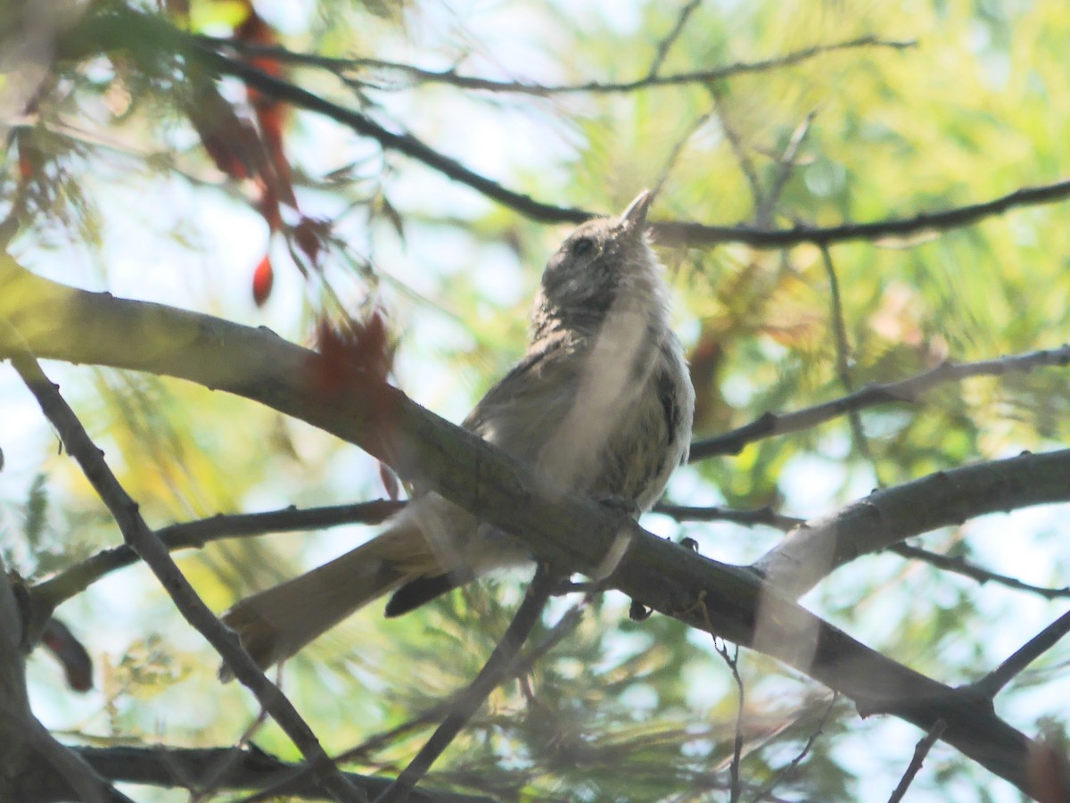 Oak Titmouse - ML644565631