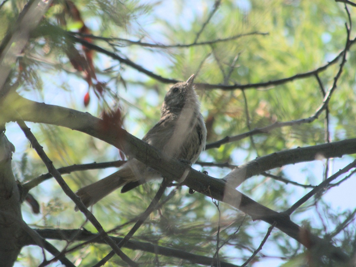 Oak Titmouse - ML644565632