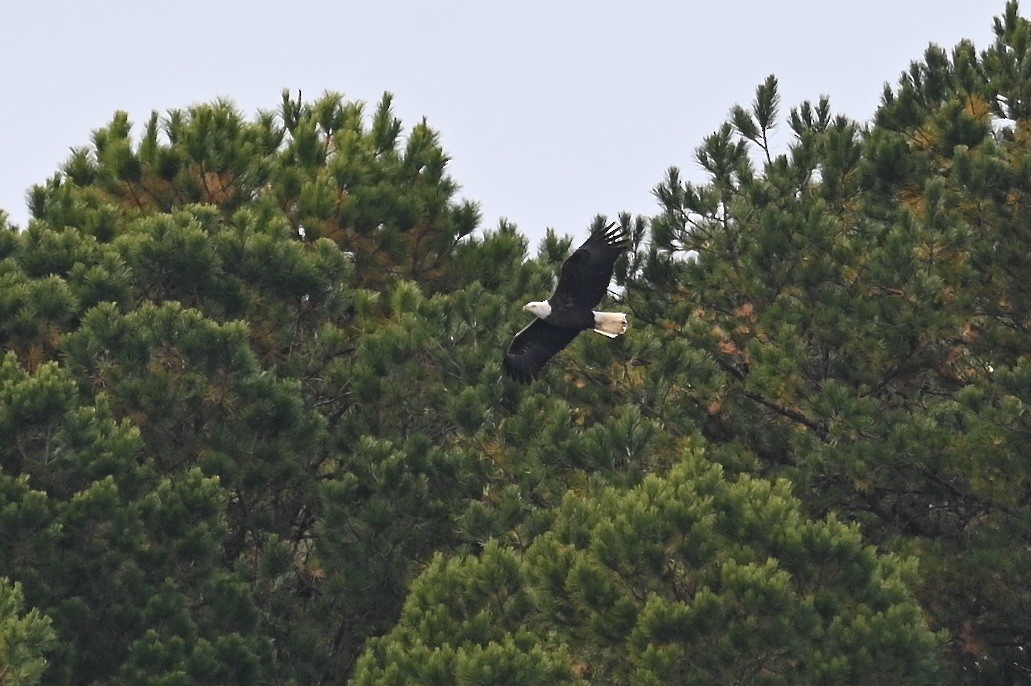 עיטם לבן-ראש - ML644565645