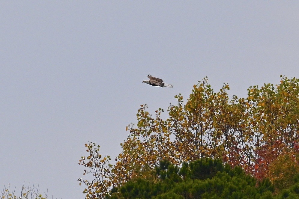 עיטם לבן-ראש - ML644565646