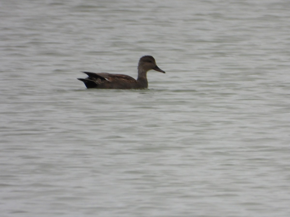 Gadwall - ML644565656