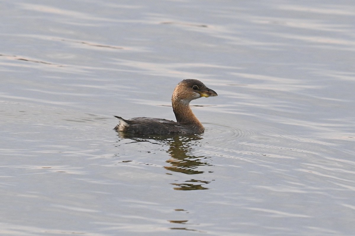 טבלן עקוד-מקור - ML644565671