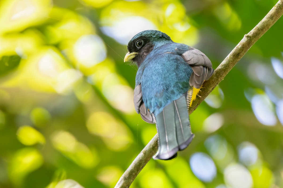 søredeltrogon - ML644565677