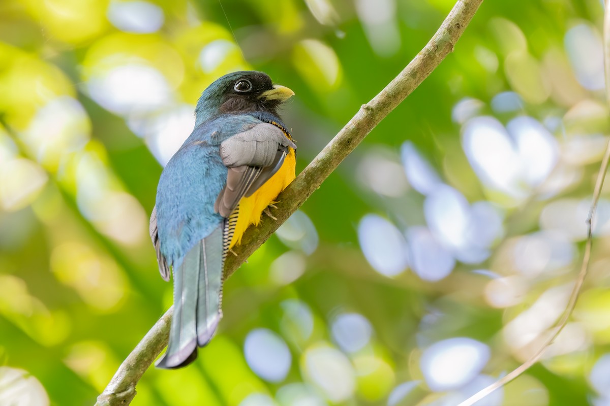 søredeltrogon - ML644565678