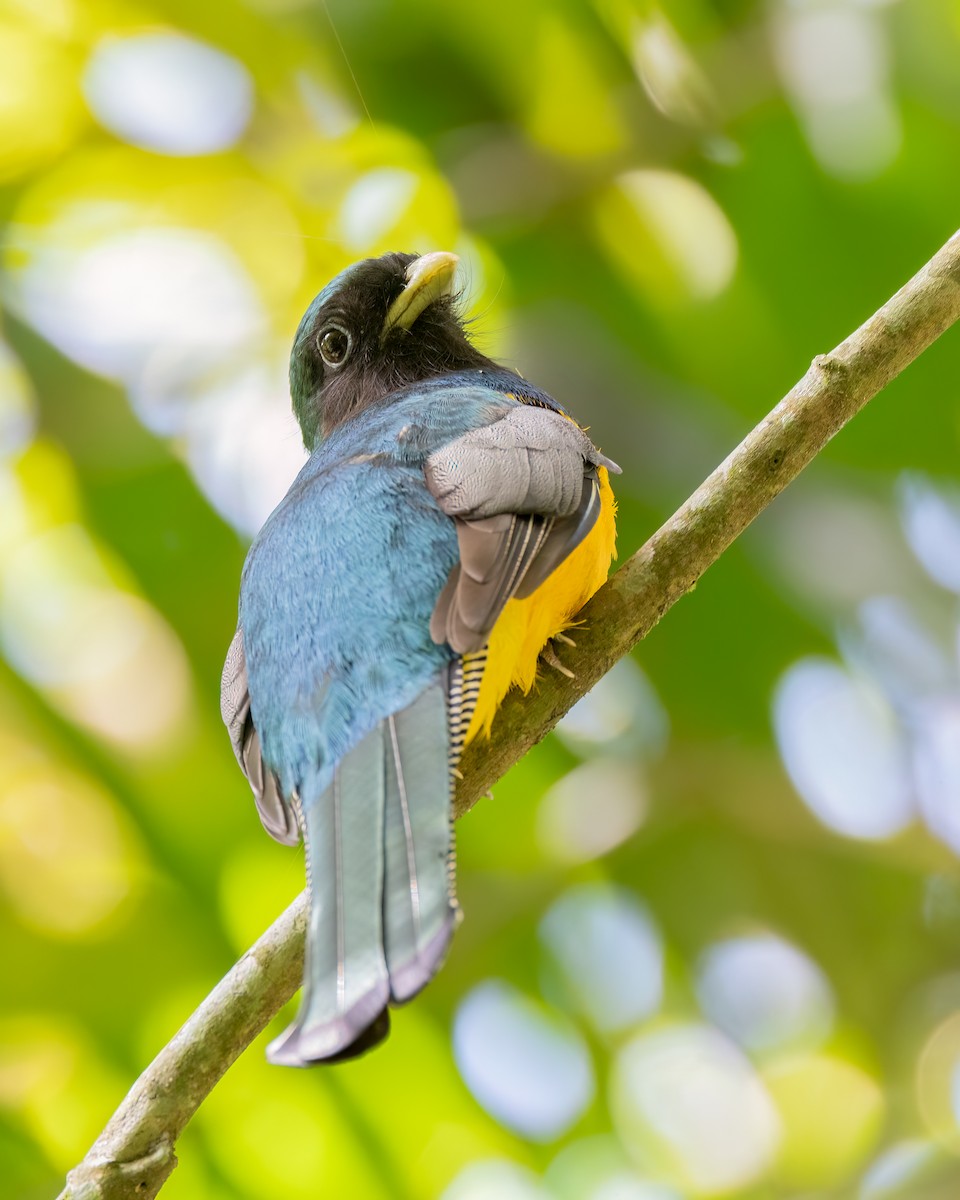 søredeltrogon - ML644565679