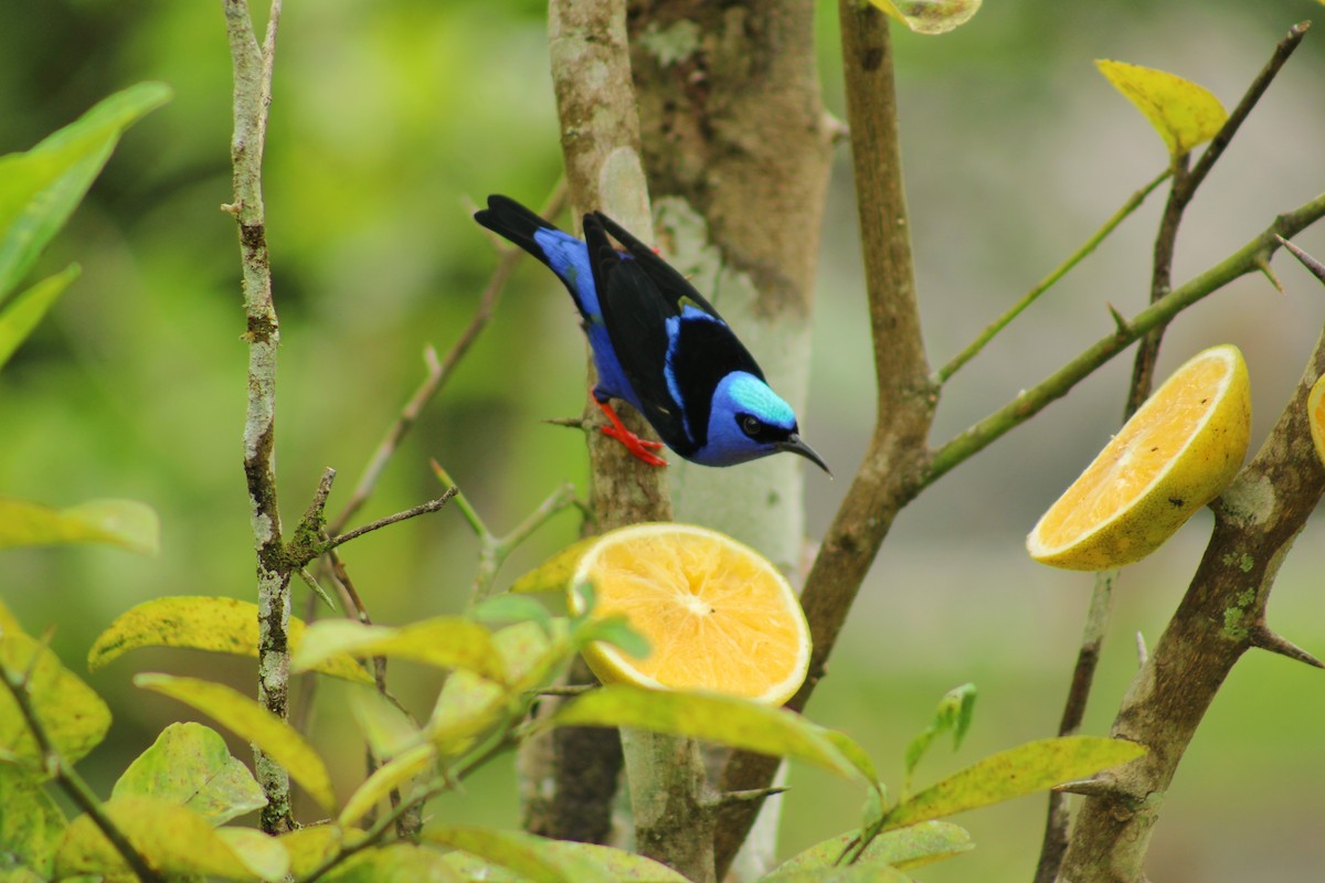 Танагра-медоїд бірюзова - ML644565680