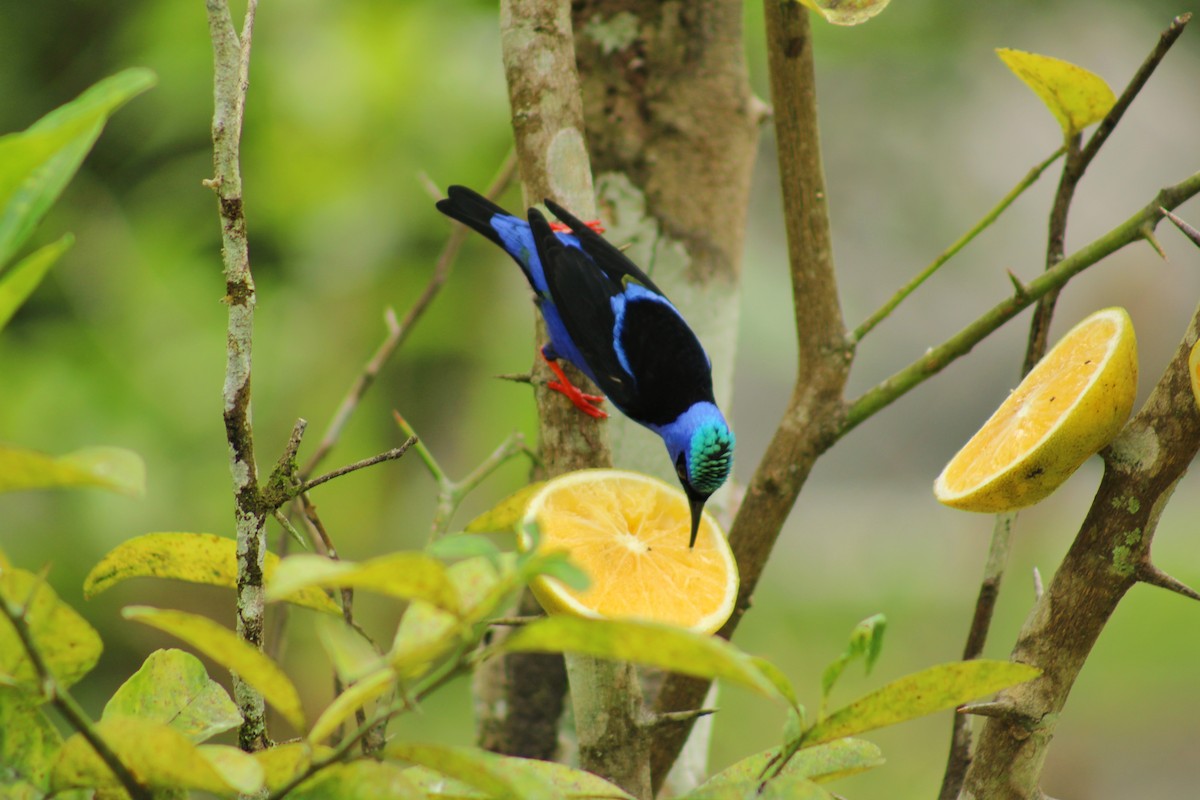 Танагра-медоїд бірюзова - ML644565681