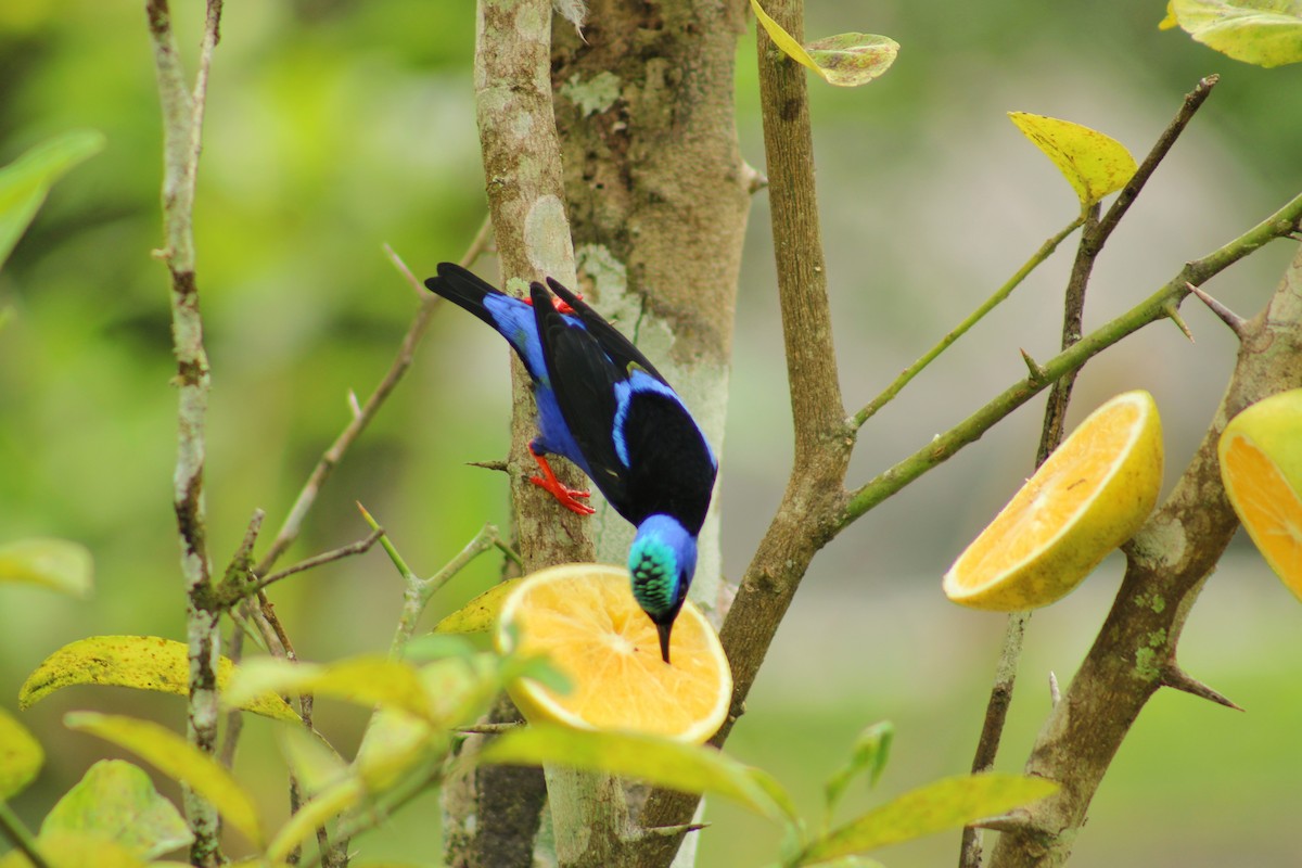 Танагра-медоїд бірюзова - ML644565682