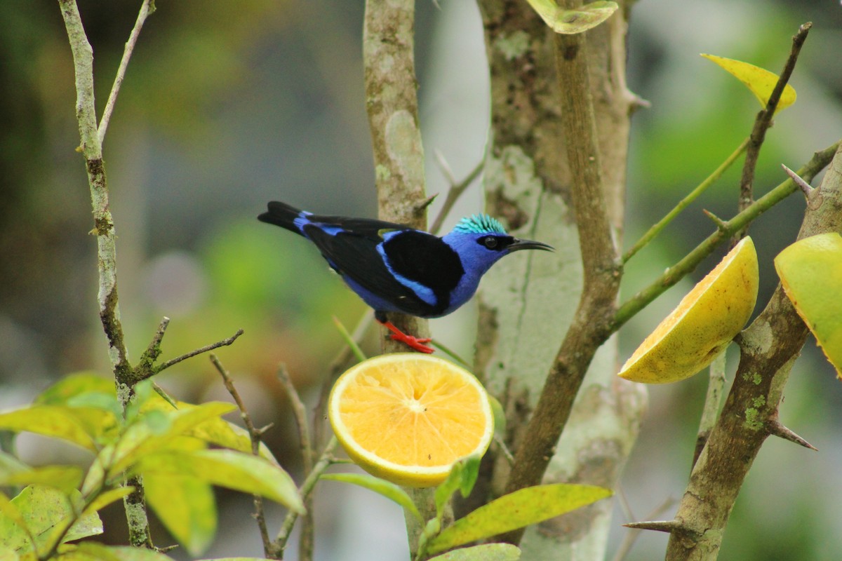 Танагра-медоїд бірюзова - ML644565683