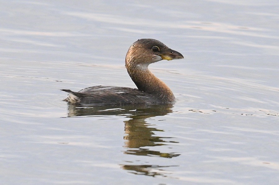 טבלן עקוד-מקור - ML644565685