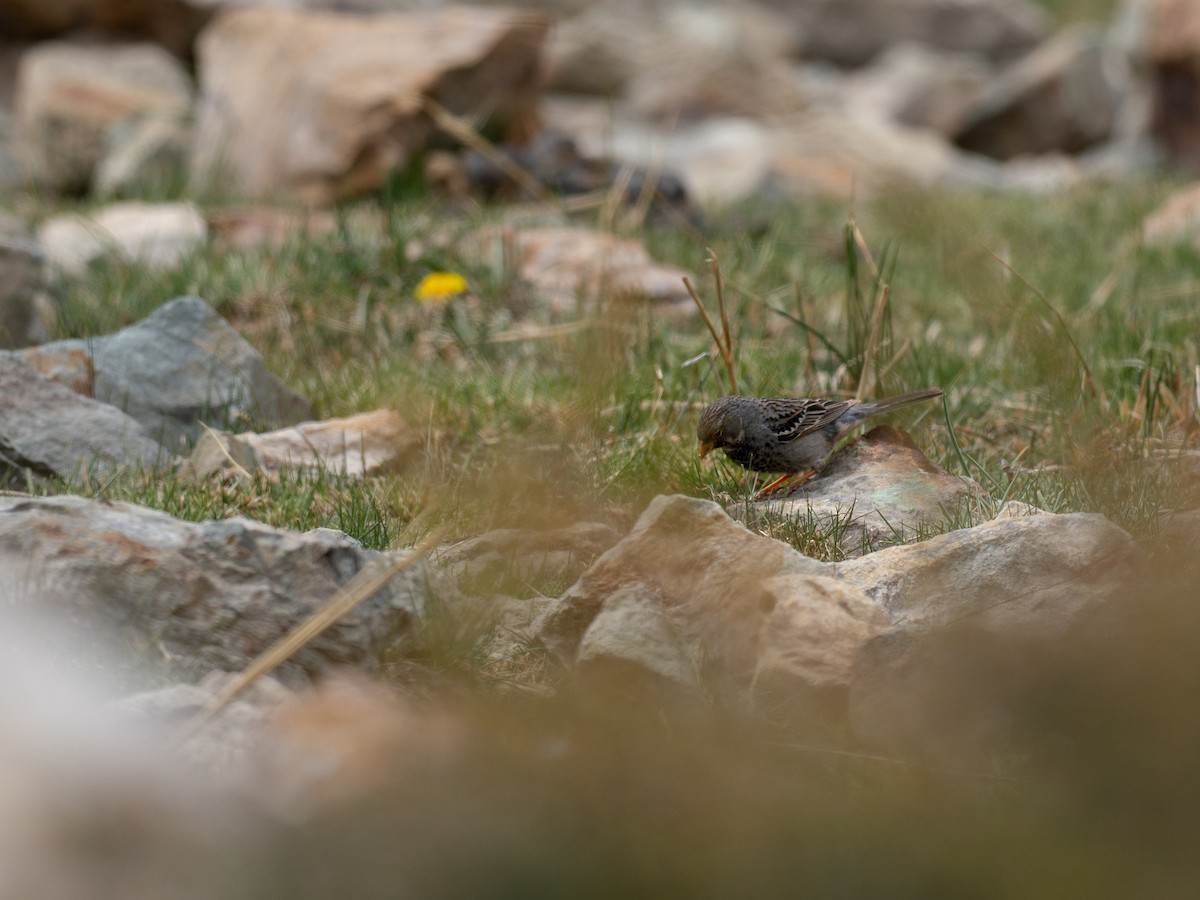Mourning Sierra Finch - ML644565699