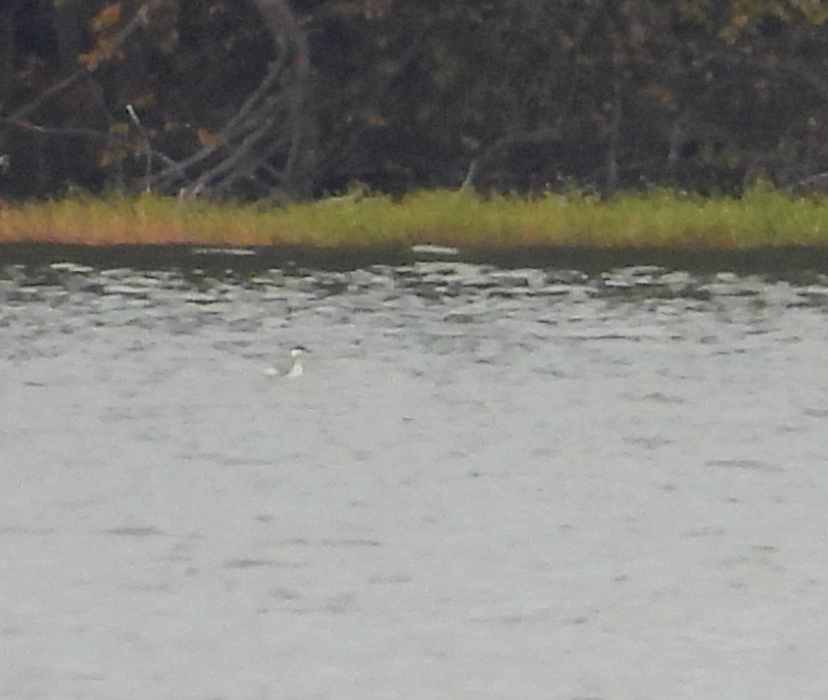 טבלן לבן-לחיים - ML644565700