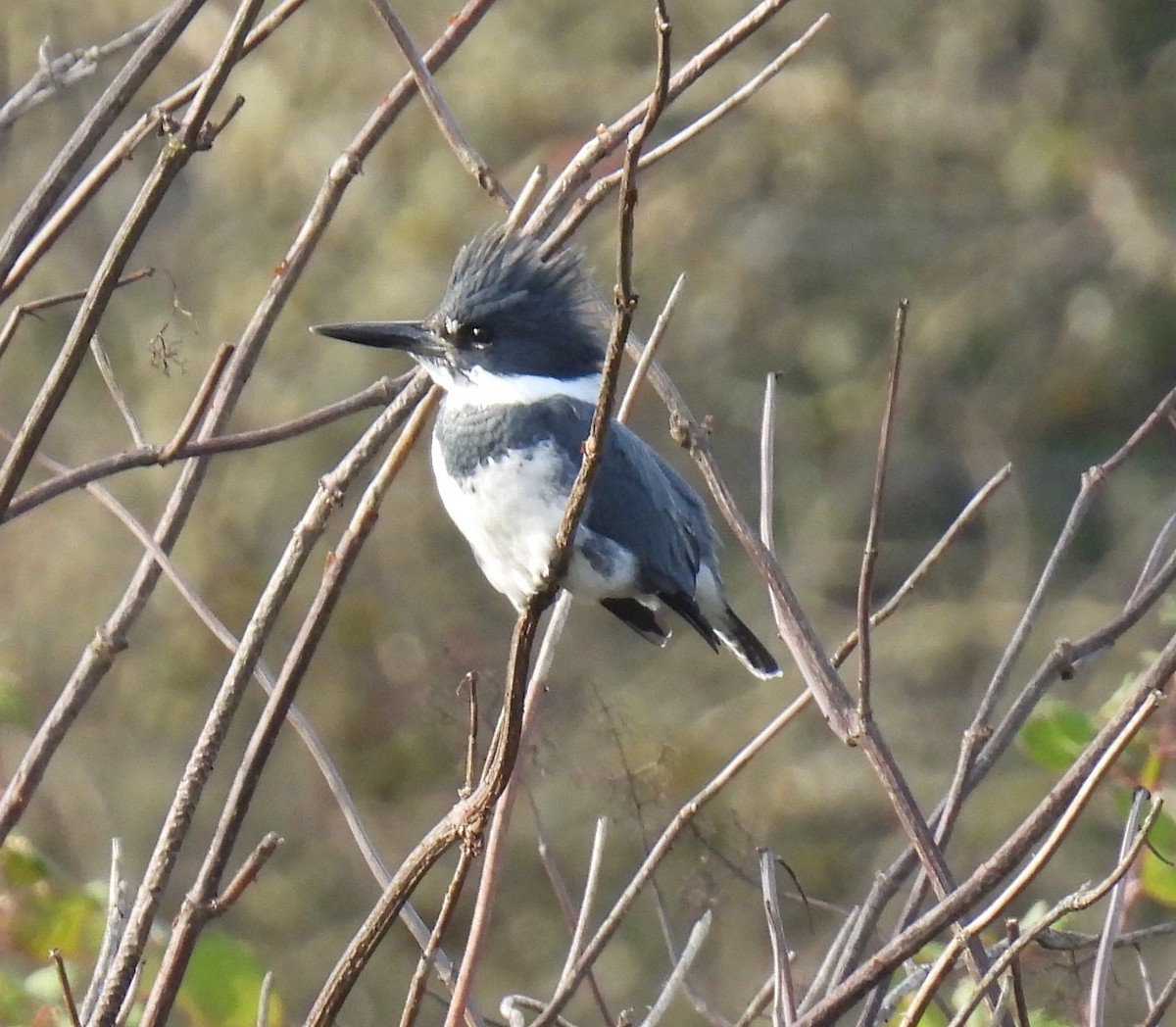 Belted Kingfisher - ML644565701
