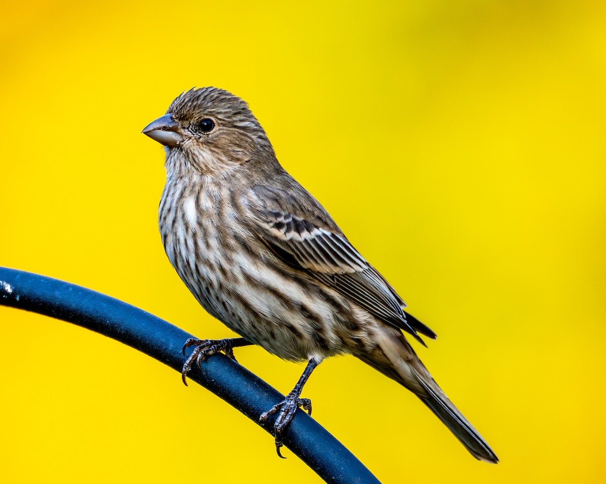 husrosenfink - ML644565715