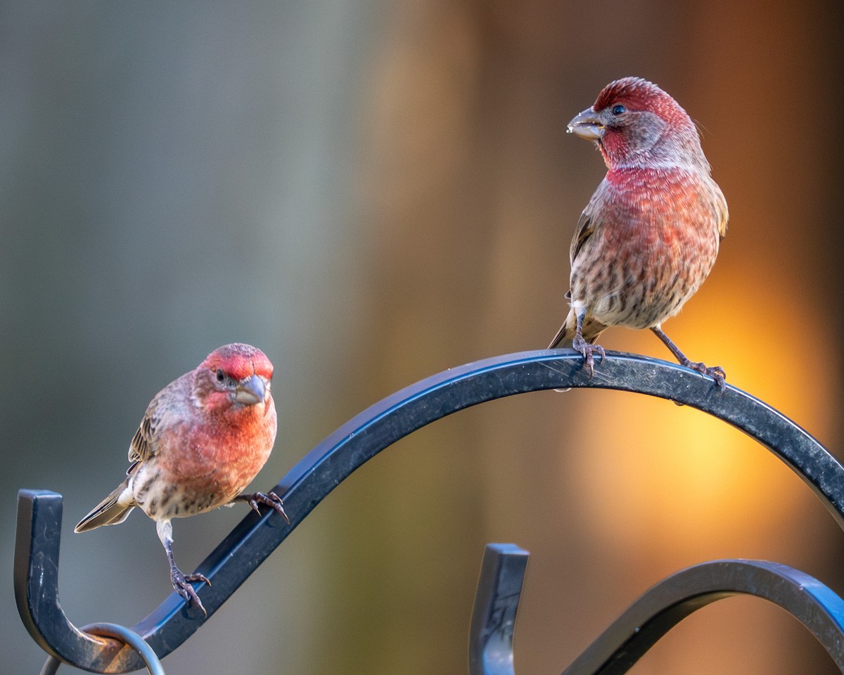 husrosenfink - ML644565716