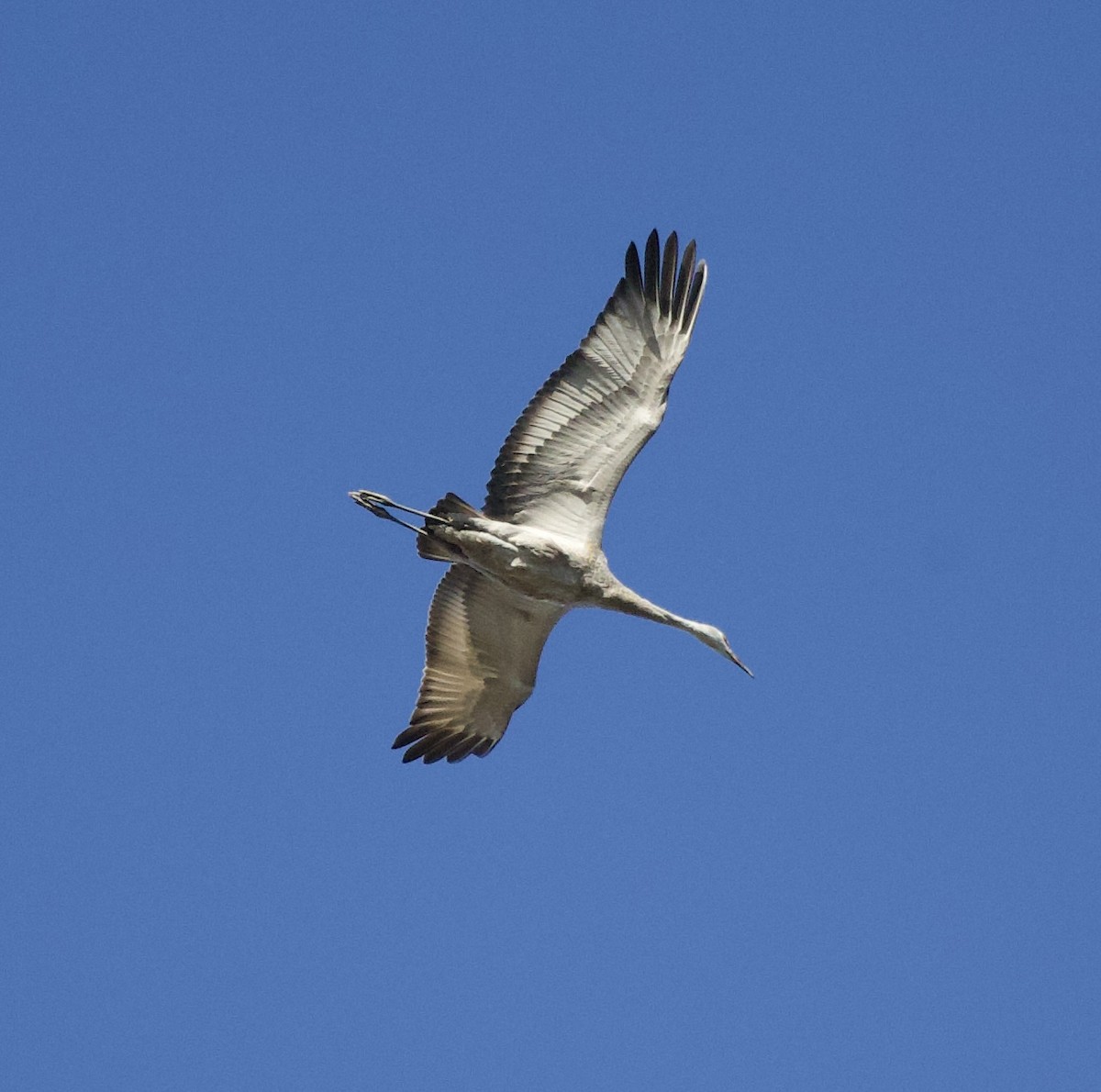 Орог тогоруу - ML644565718