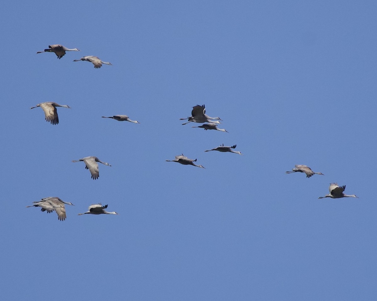 Орог тогоруу - ML644565719