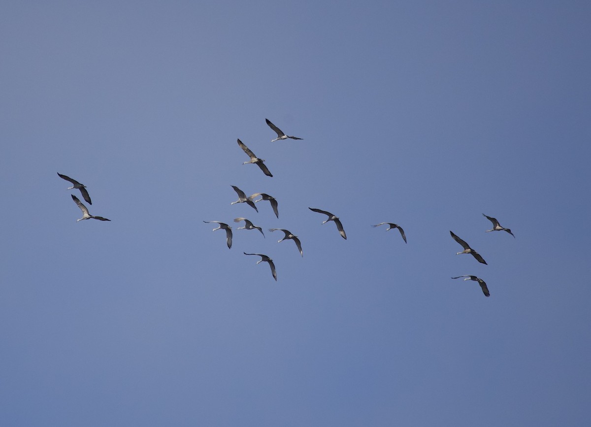 Орог тогоруу - ML644565720