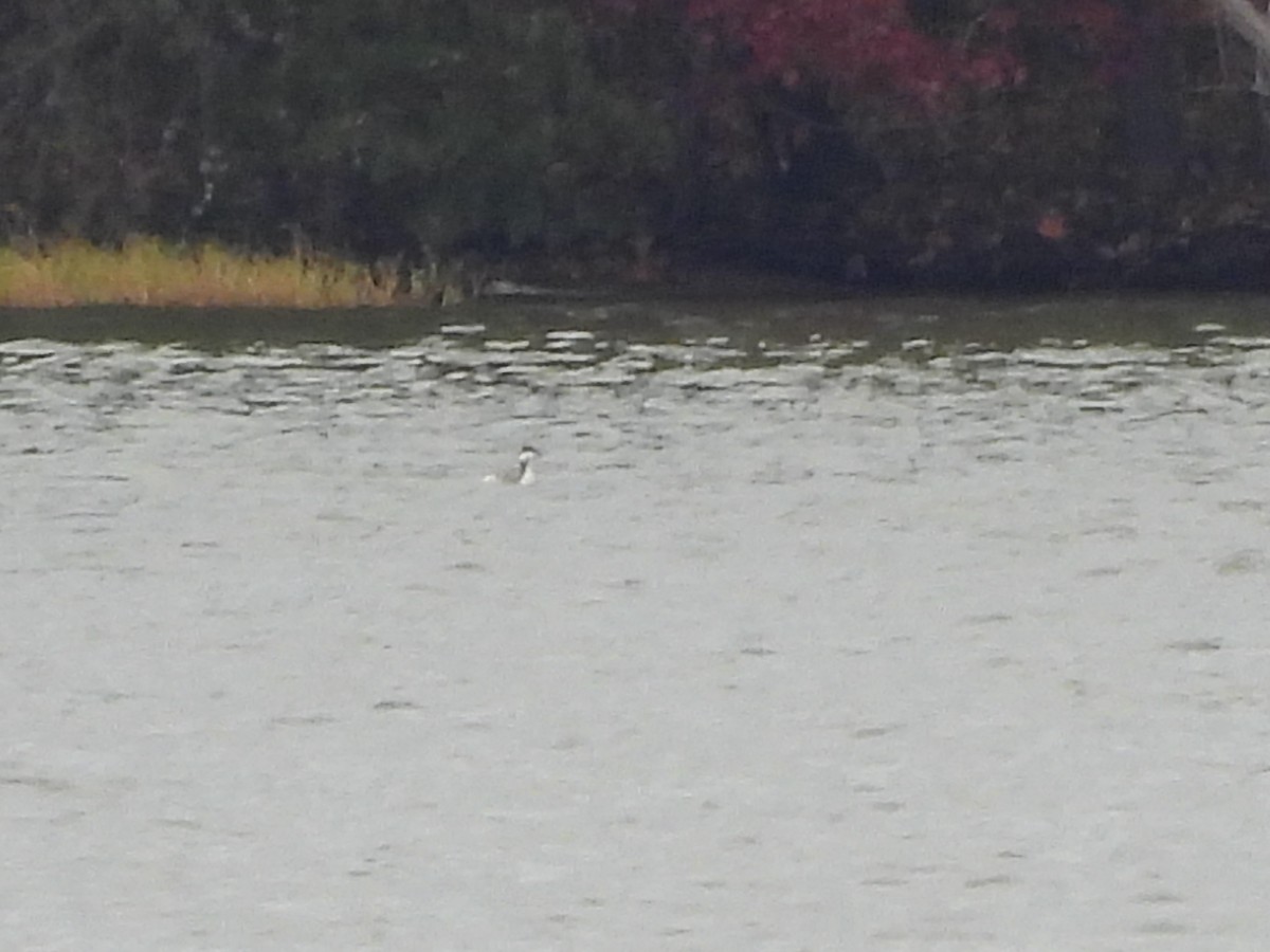 טבלן לבן-לחיים - ML644565722