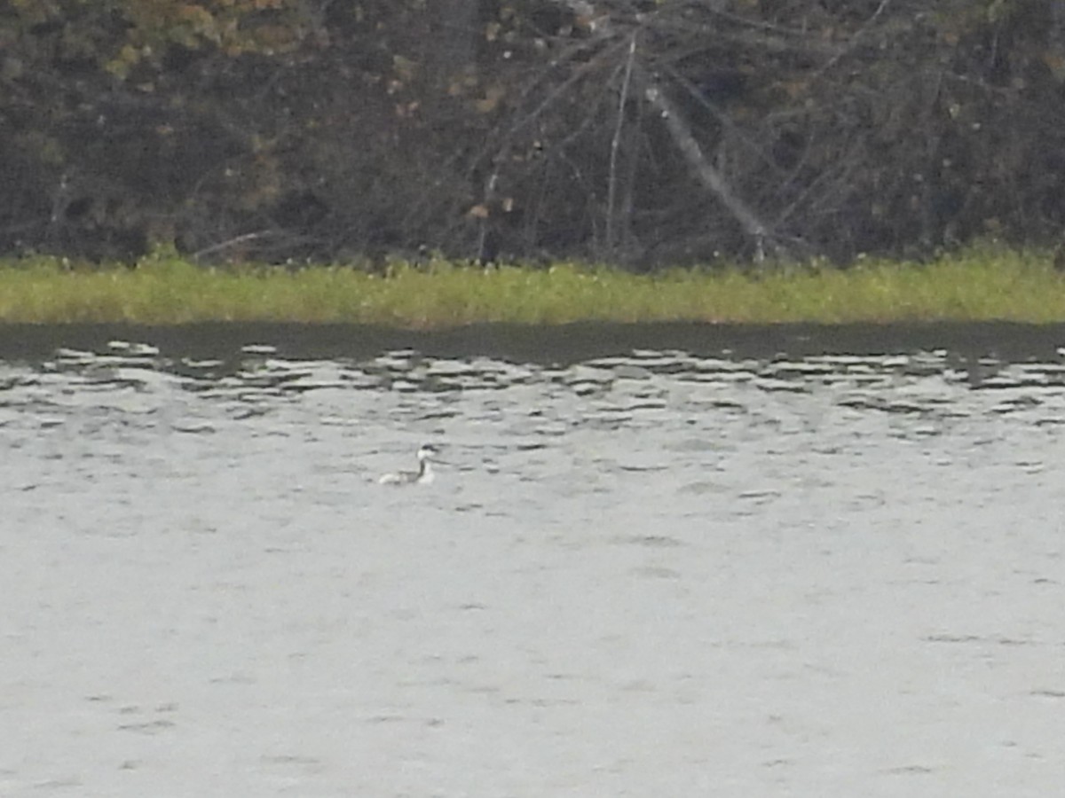טבלן לבן-לחיים - ML644565724