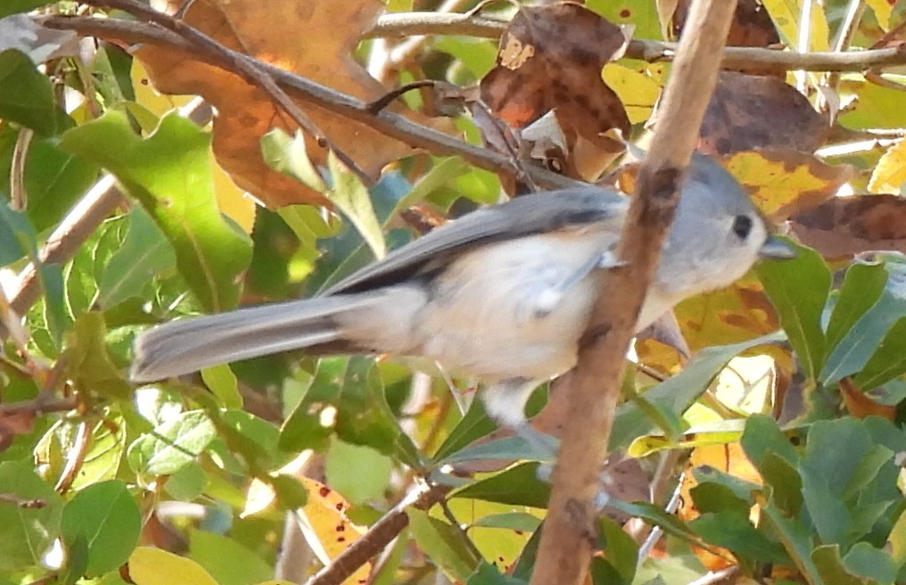 gråduskmeis - ML644565725