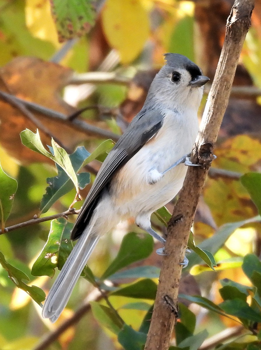 gråduskmeis - ML644565727