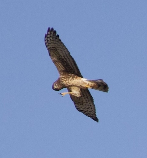 Northern Harrier - ML644565729