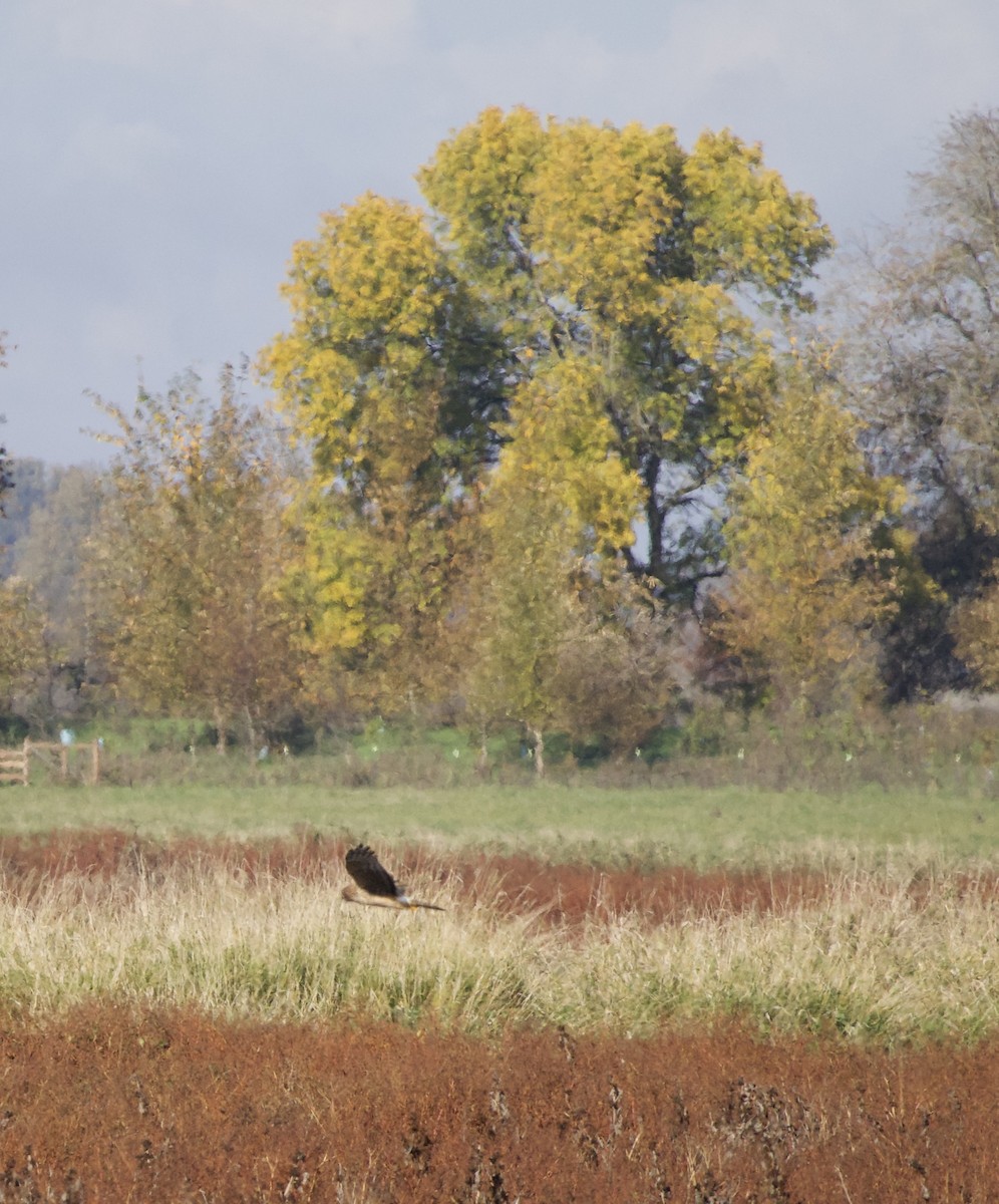 Northern Harrier - ML644565730