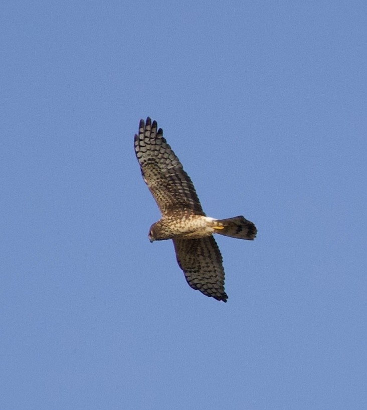 Northern Harrier - ML644565731