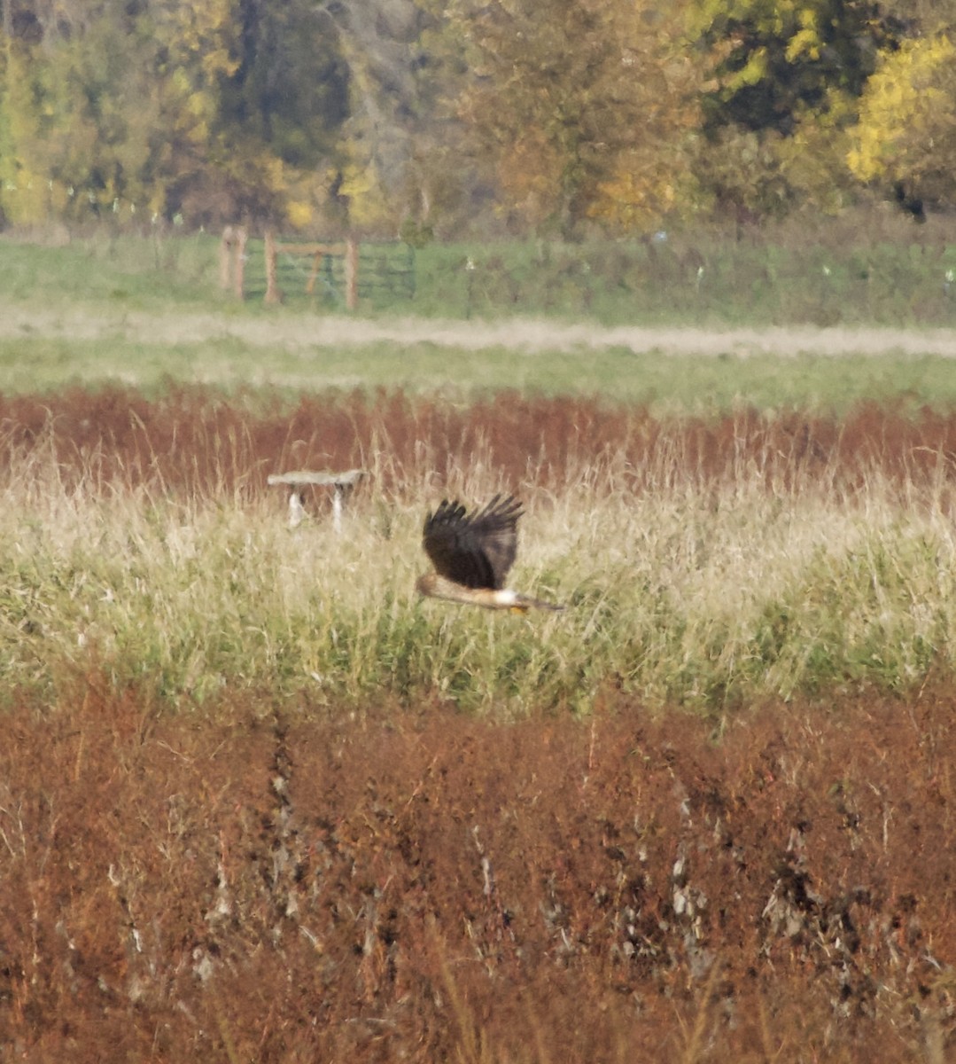 Northern Harrier - ML644565732