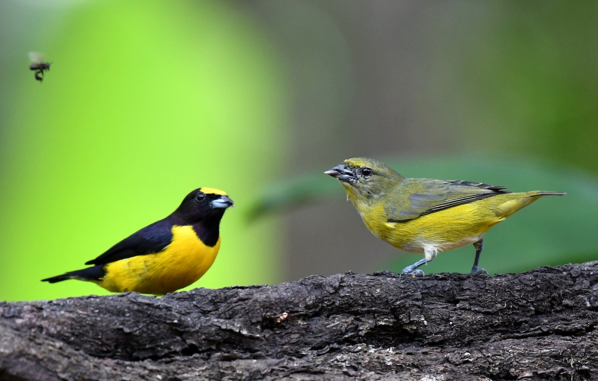 Purple-throated Euphonia - ML644565736