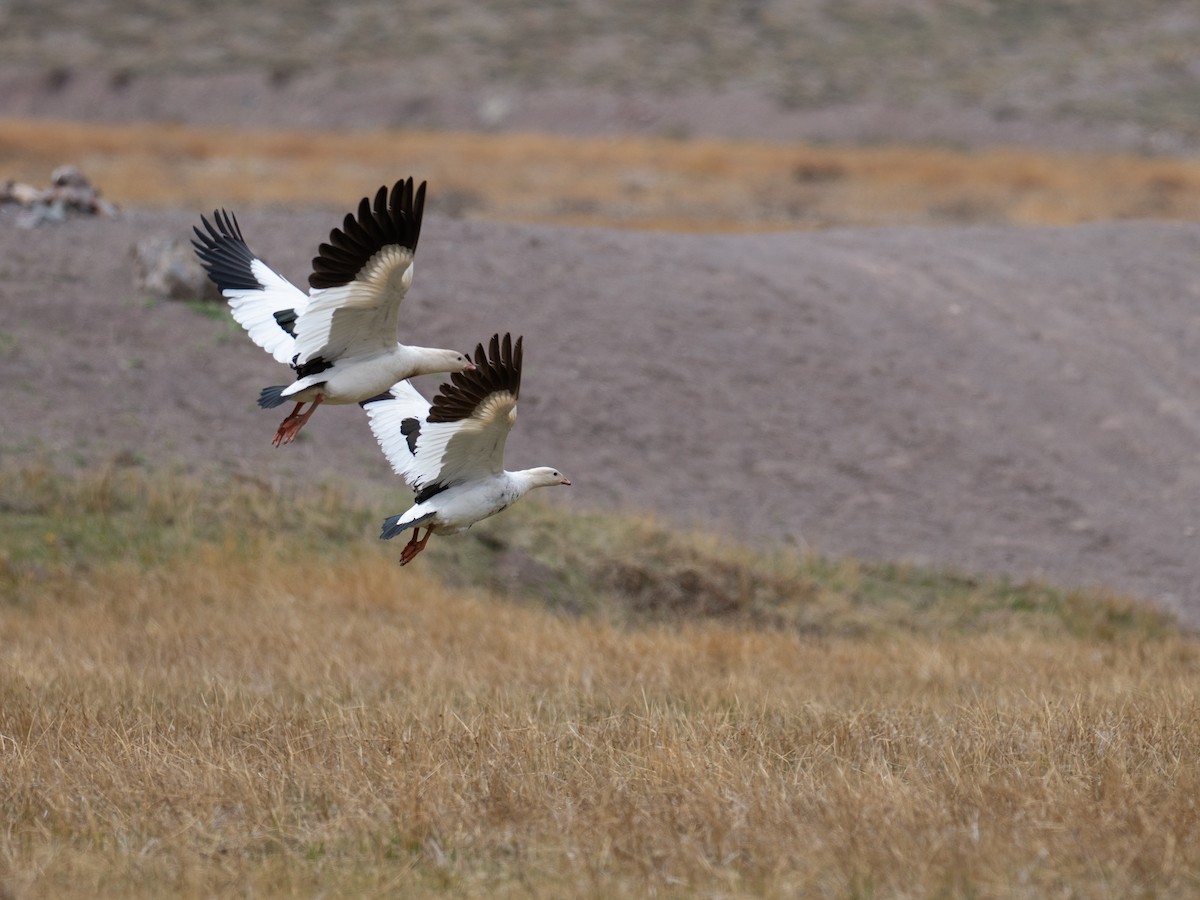 husice andská - ML644565739