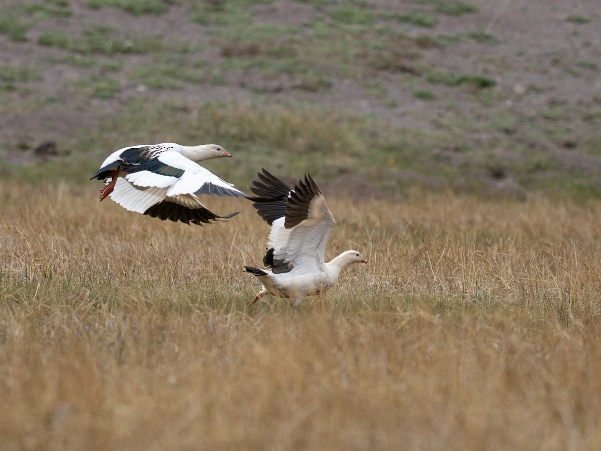 husice andská - ML644565740