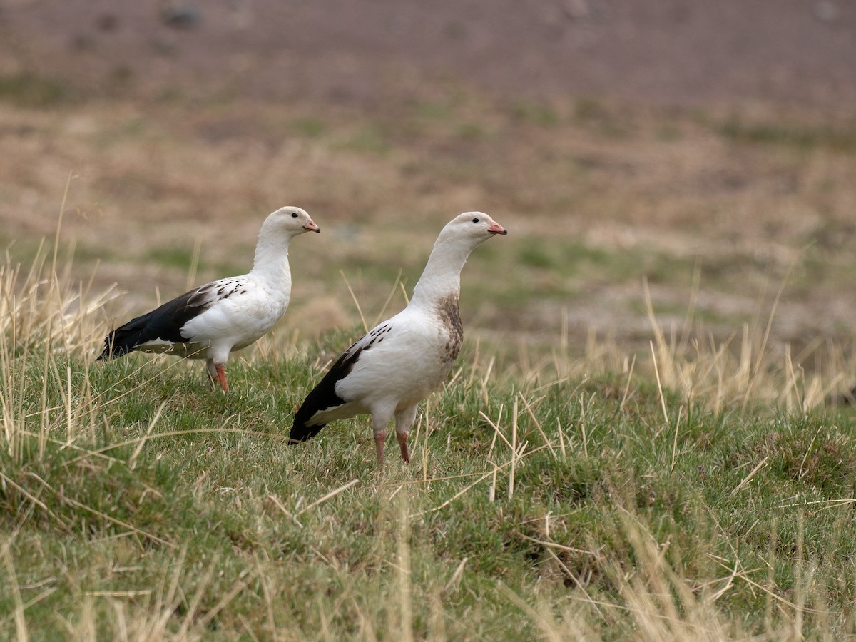 husice andská - ML644565741