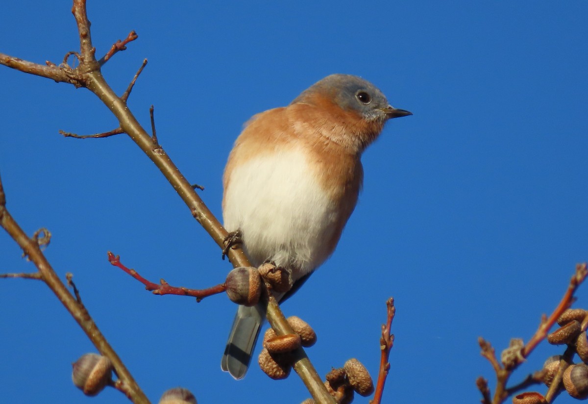 Eastern Bluebird - ML644565742