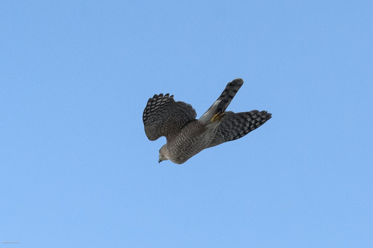 Яструб чорноголовий - ML644565744