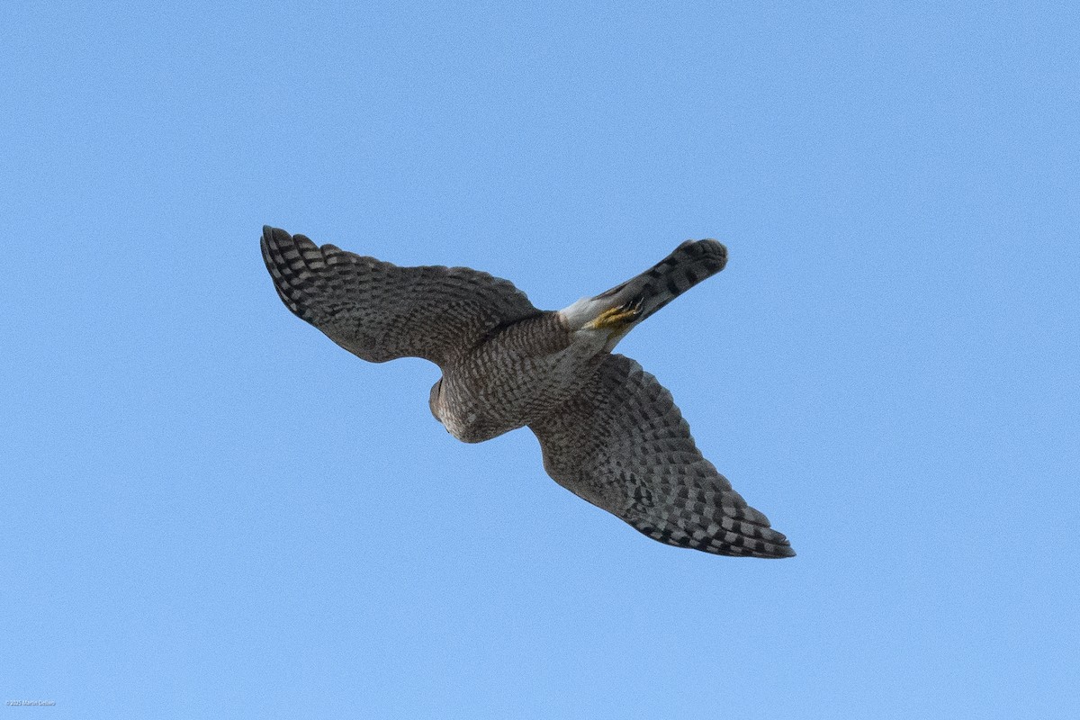 Яструб чорноголовий - ML644565745