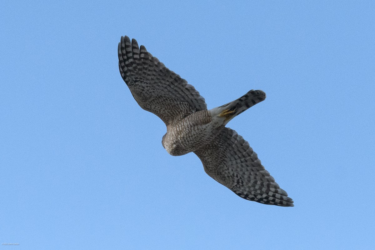 Яструб чорноголовий - ML644565746