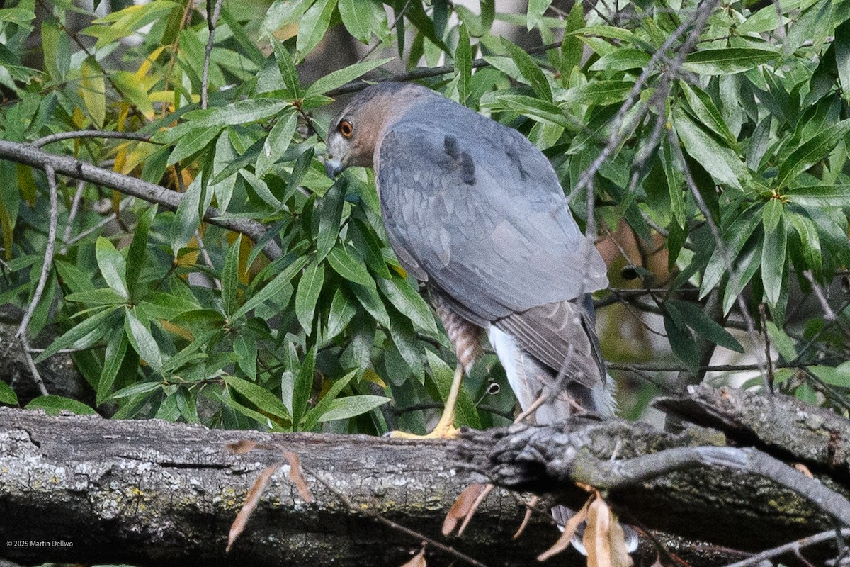 Яструб чорноголовий - ML644565747