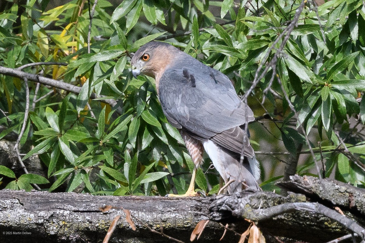 Яструб чорноголовий - ML644565748