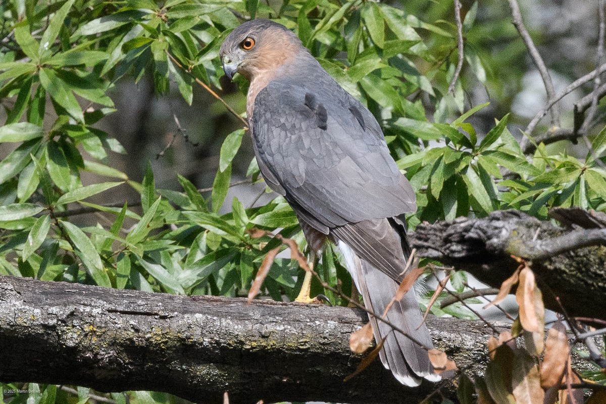 Яструб чорноголовий - ML644565749