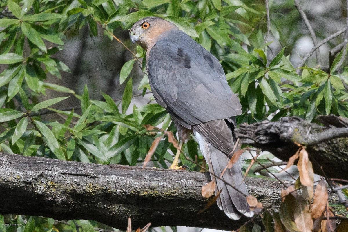 Яструб чорноголовий - ML644565750