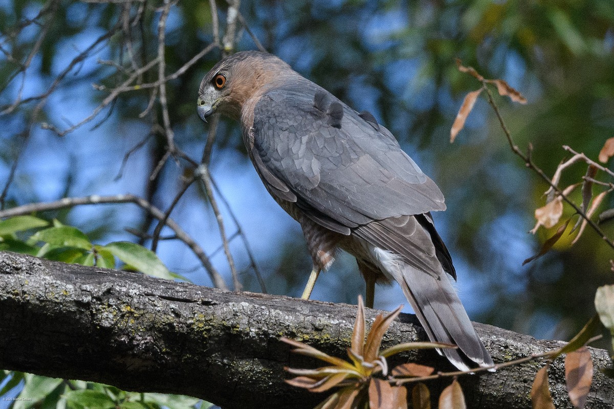 Яструб чорноголовий - ML644565751